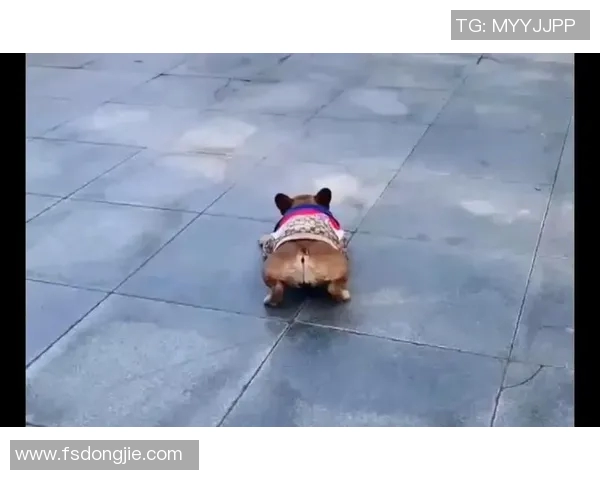 狗狗足球明星的精彩瞬间展现萌宠与运动的完美结合